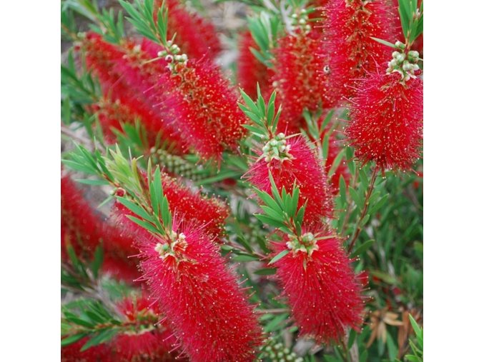 callistemon red clusters bottlebrush shrub 9cm p241 28667 image