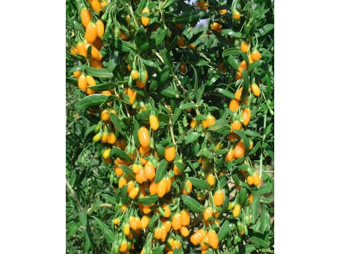 lycium barbarum amber sweet yellow goji berry