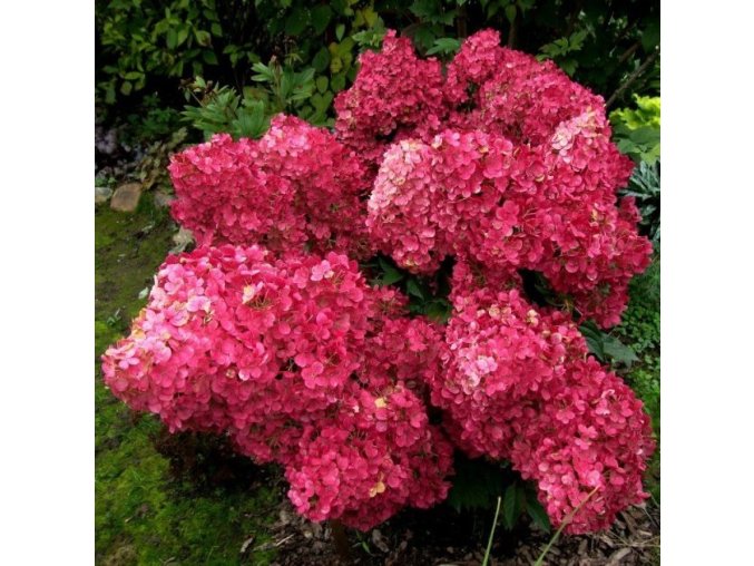 Hortenzia metlinatá - Hydrangea panicula Wims red