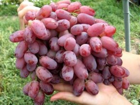 Stolový vinič - Vitis vinifera Mechta Fermera