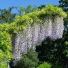 wisteria floribunda macrobotrys2