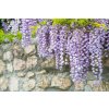 wisteria floribunda macrobotrys3