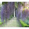 wisteria floribunda macrobotrys4