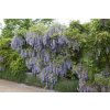 wisteria floribunda macrobotrys
