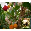 Arbutus Unedo Jahodovy strom 4