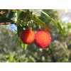 Arbutus Unedo Jahodovy strom