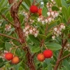 strawberry tree arbutus unedo 884 a4f52bac 8093 405f ae46 e0db1a1d4494