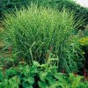 miscanthus sinensis zebrinus2