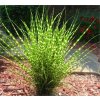 miscanthus sinensis zebrinus3