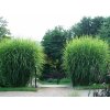 miscanthus sinensis zebrinus4