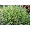 miscanthus sinensis zebrinus
