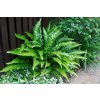 phylitis scolopendrium2