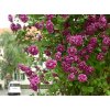 clematis purpurea plena elegans4