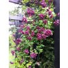 clematis purpurea plena elegans5