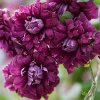 clematis purpurea plena elegans6