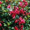 escallonia red dream2