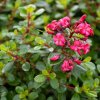 escallonia red dream3