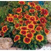 gaillardia aristata arizona sun2