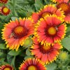 gaillardia aristata arizona sun3
