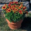 gaillardia aristata arizona sun4