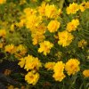 coreopsis grandiflora sunray2