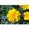 coreopsis grandiflora sunray3