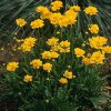 coreopsis grandiflora sunray4
