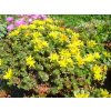 sedum floriferum weihenstephaner gold2