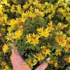 sedum floriferum weihenstephaner gold4