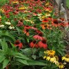 echinacea purpurea cheyenne spirit