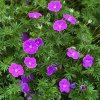 geranium sanguineum vision violet