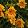 hemerocallis prince of orange2