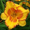 hemerocallis prince of orange