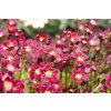 saxifraga arendsii rot3