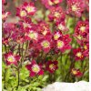 saxifraga arendsii rot