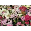 achillea mix farieb2