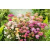 achillea mix farieb