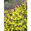 klosowiec golden jubilee agastache