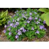 Aquilegia flabellata Ministar