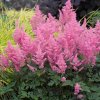 astilbe x arendsii show star4