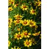 coreopsis grandiflora2