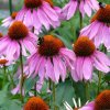 echinacea purpurea baby swan pink