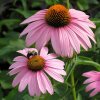echinacea purpurea magnus2