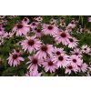 echinacea purpurea magnus4