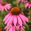 echinacea purpurea magnus