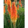 kniphofia uvaria grandiflora faklovka3
