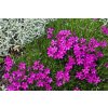 phlox douglasii crackerjack2