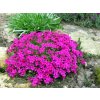 phlox douglasii crackerjack