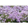 phlox subulata emerald cushion blue2