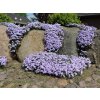phlox subulata emerald cushion blue